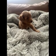 Cockapoo - Both