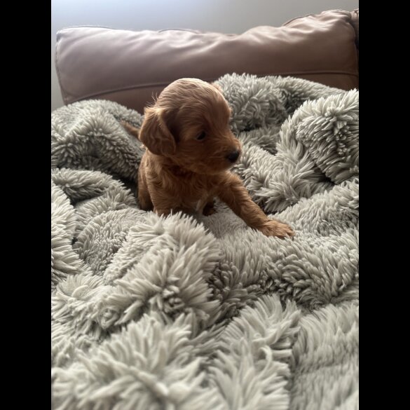 Cockapoo - Both