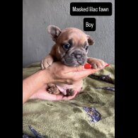 French Bulldog - Both