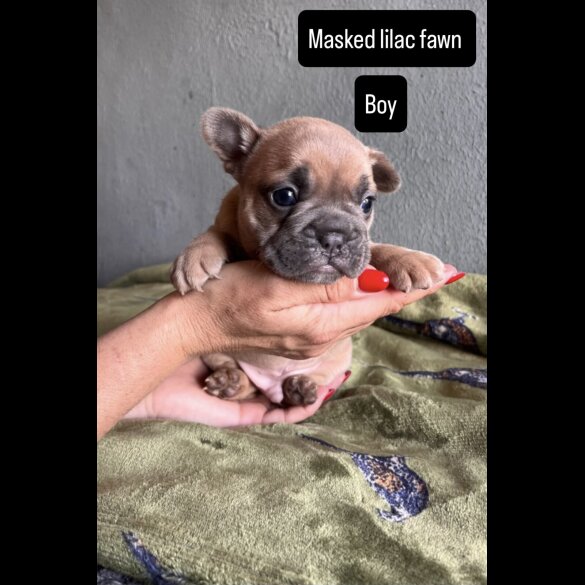 French Bulldog - Both