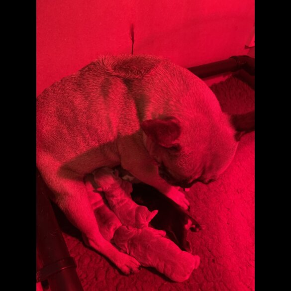 French Bulldog - Both