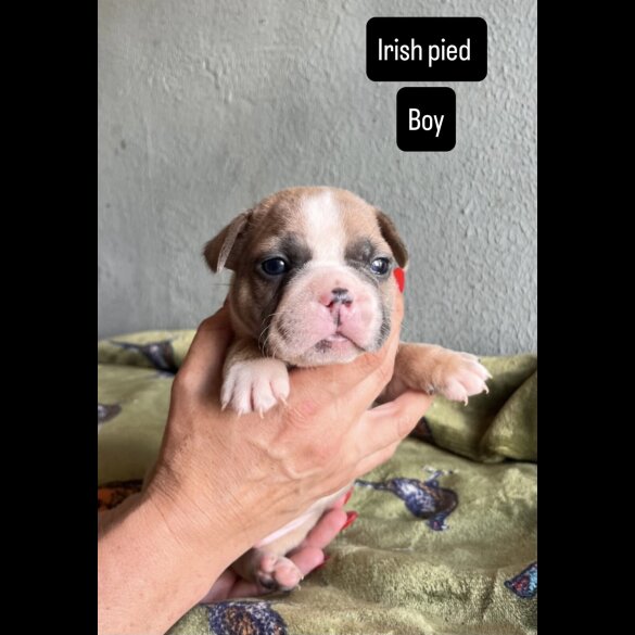French Bulldog - Both
