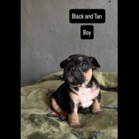 French Bulldog - Both