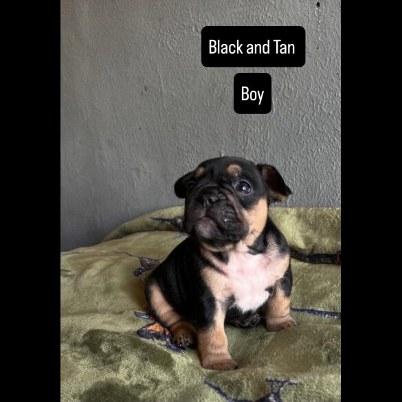 French Bulldog - Both