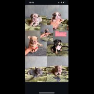 French Bulldog - Both