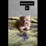 French Bulldog - Both