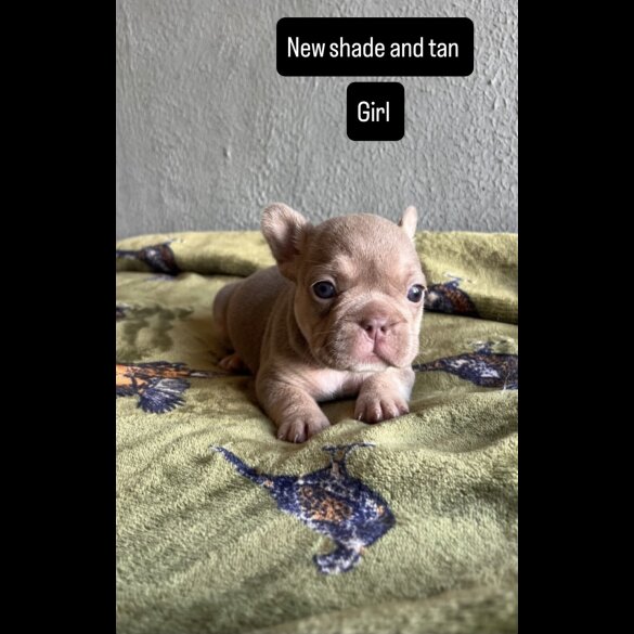 French Bulldog - Both