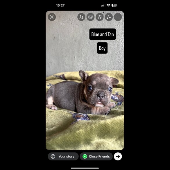 French Bulldog - Both
