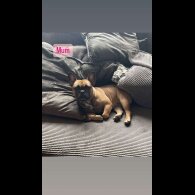 French Bulldog - Both