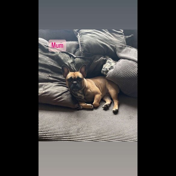 French Bulldog - Both
