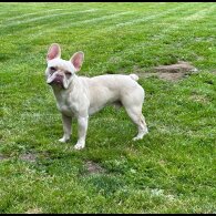 French Bulldog - Both