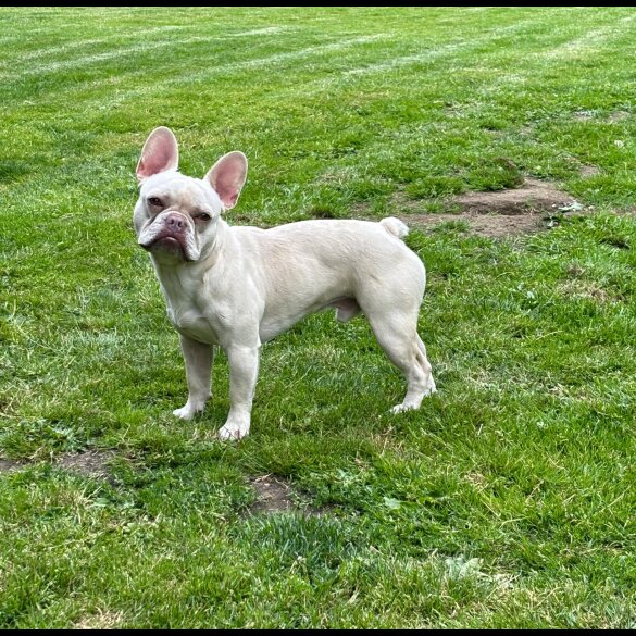 French Bulldog - Both