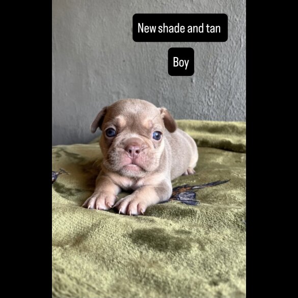 French Bulldog - Both
