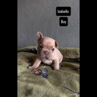 French Bulldog - Both