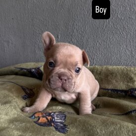 French Bulldog - Both