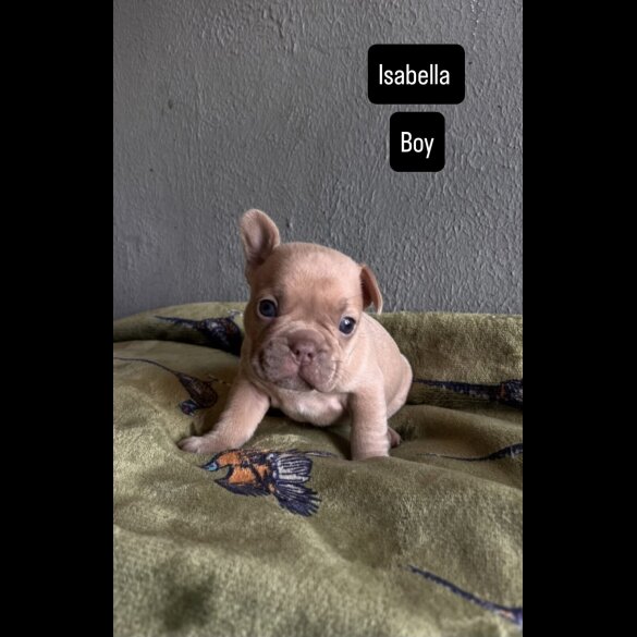 French Bulldog - Both