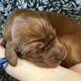 Irish Red and White Setter - Both