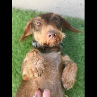 Dachshund (Standard &amp; Miniature) - Both