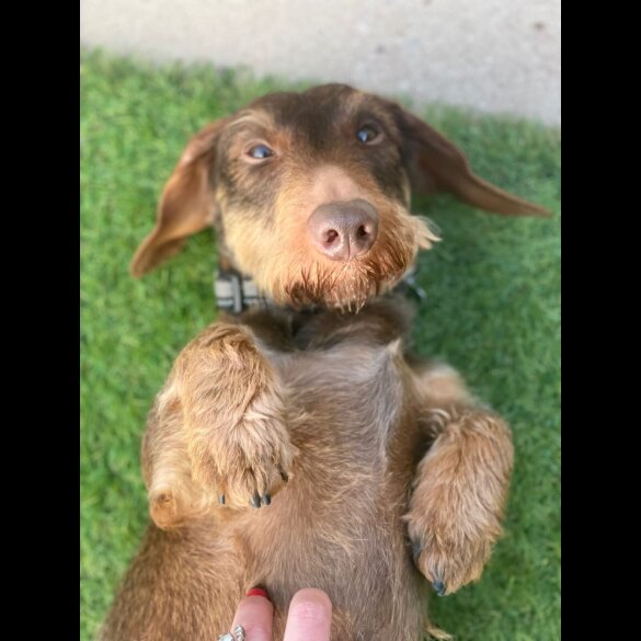 Dachshund (Standard &amp; Miniature) - Both