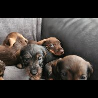 Dachshund (Standard &amp; Miniature) - Both