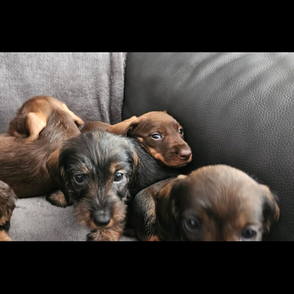 Dachshund (Standard &amp; Miniature) - Both