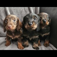 Dachshund (Standard &amp; Miniature) - Both