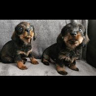 Dachshund (Standard &amp; Miniature) - Both