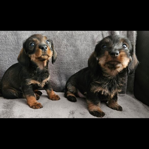Dachshund (Standard &amp; Miniature) - Both