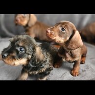 Dachshund (Standard &amp; Miniature) - Both