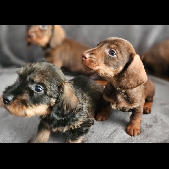 Dachshund (Standard &amp; Miniature) - Both
