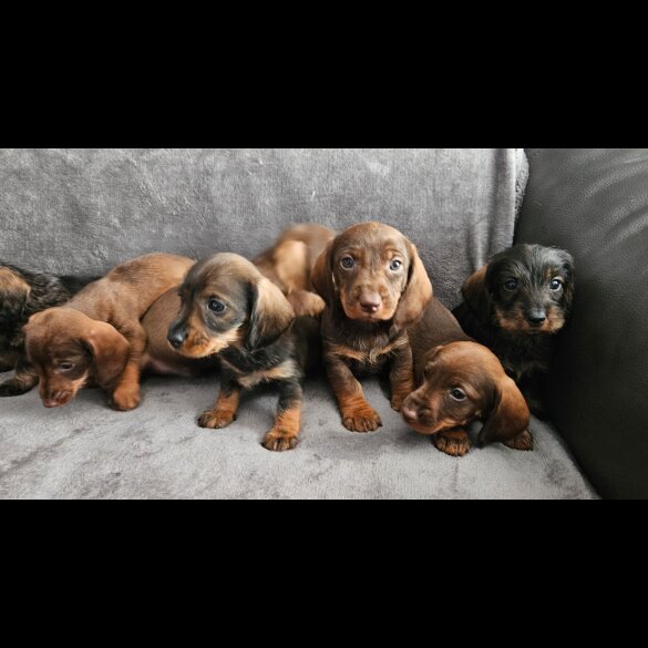 Dachshund (Standard &amp; Miniature) - Both