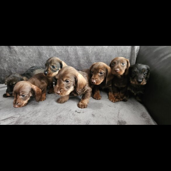 Dachshund (Standard &amp; Miniature) - Both