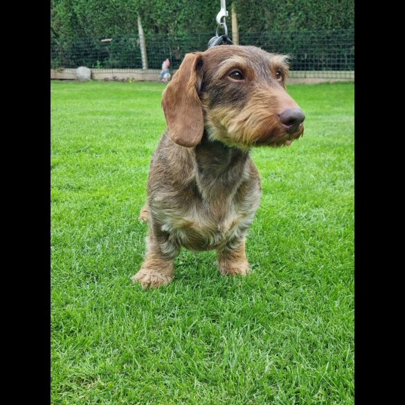 Dachshund (Standard &amp; Miniature) - Both