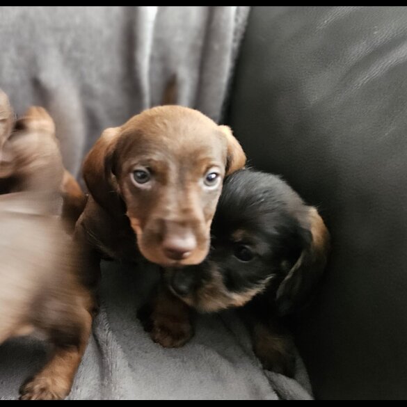 Dachshund (Standard &amp; Miniature) - Both