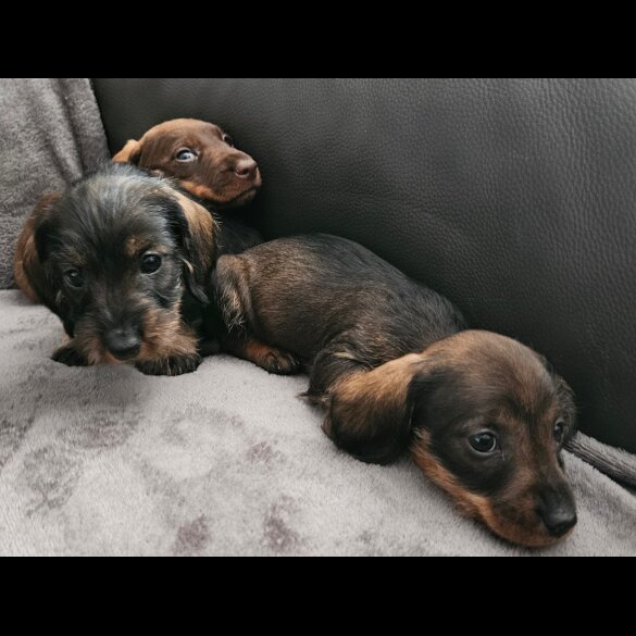Dachshund (Standard &amp; Miniature) - Both