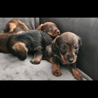 Dachshund (Standard &amp; Miniature) - Both