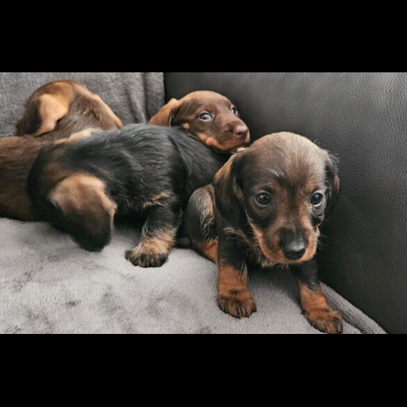 Dachshund (Standard &amp; Miniature) - Both
