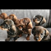 Dachshund (Standard &amp; Miniature) - Both