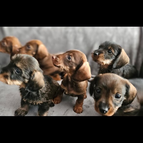 Dachshund (Standard &amp; Miniature) - Both