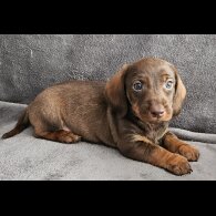 Dachshund (Standard &amp; Miniature) - Both