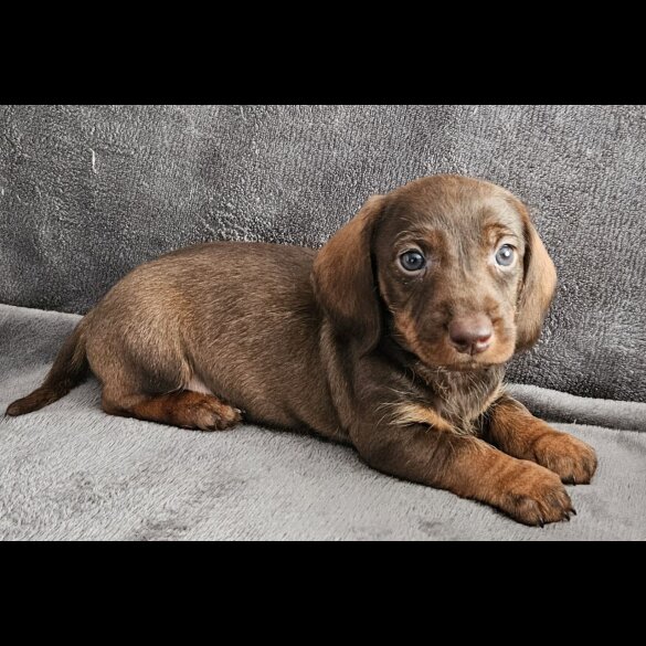 Dachshund (Standard &amp; Miniature) - Both