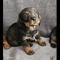Dachshund (Standard &amp; Miniature) - Both