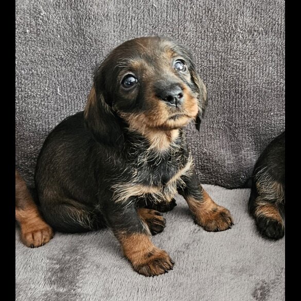 Dachshund (Standard &amp; Miniature) - Both