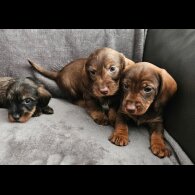 Dachshund (Standard &amp; Miniature) - Both