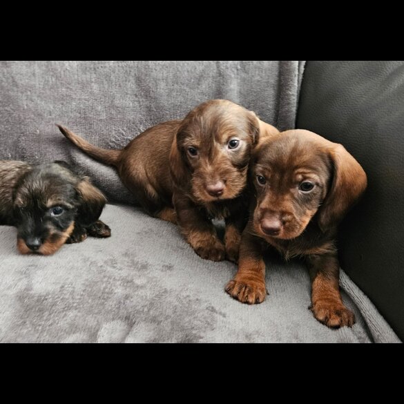 Dachshund (Standard &amp; Miniature) - Both