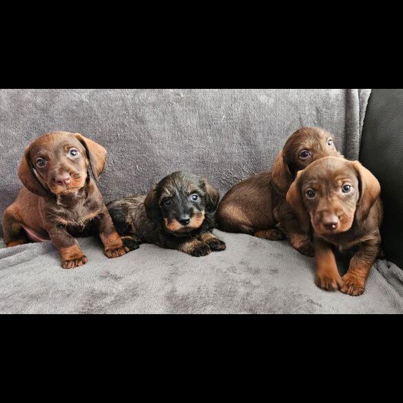 Dachshund (Standard &amp; Miniature) - Both