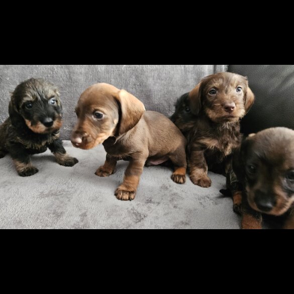 Dachshund (Standard &amp; Miniature) - Both