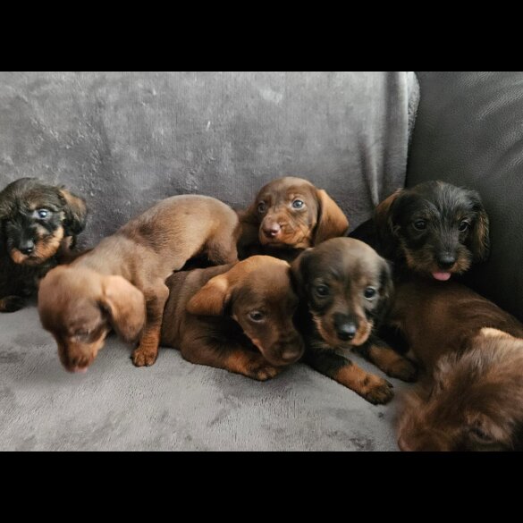 Dachshund (Standard &amp; Miniature) - Both
