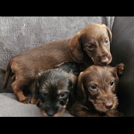 Dachshund (Standard &amp; Miniature) - Both