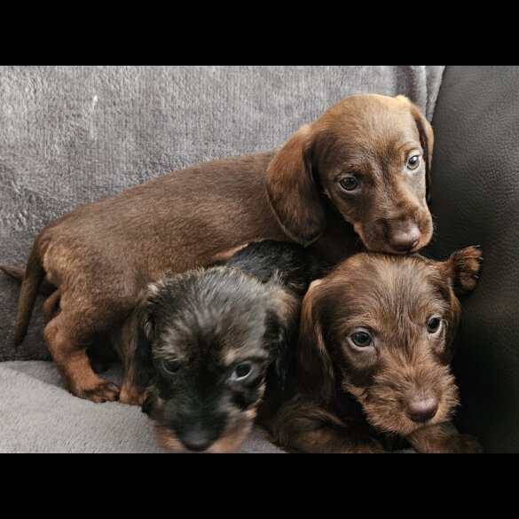 Dachshund (Standard &amp; Miniature) - Both